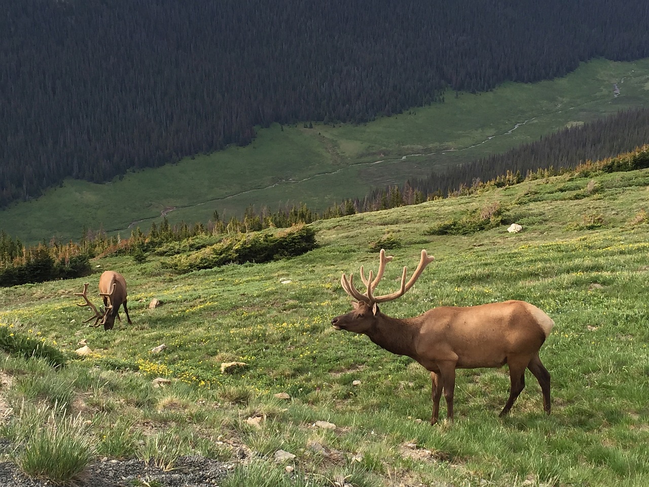 elk rocky mountain national park wildlife free photo