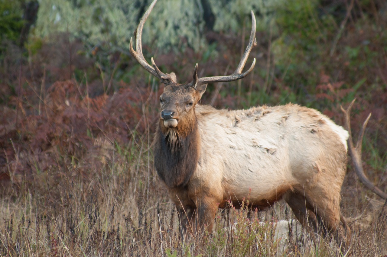 elk mammal animal free photo