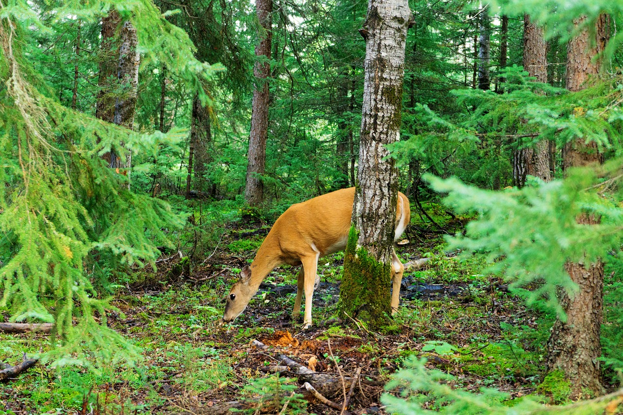 elk forest wildlife free photo