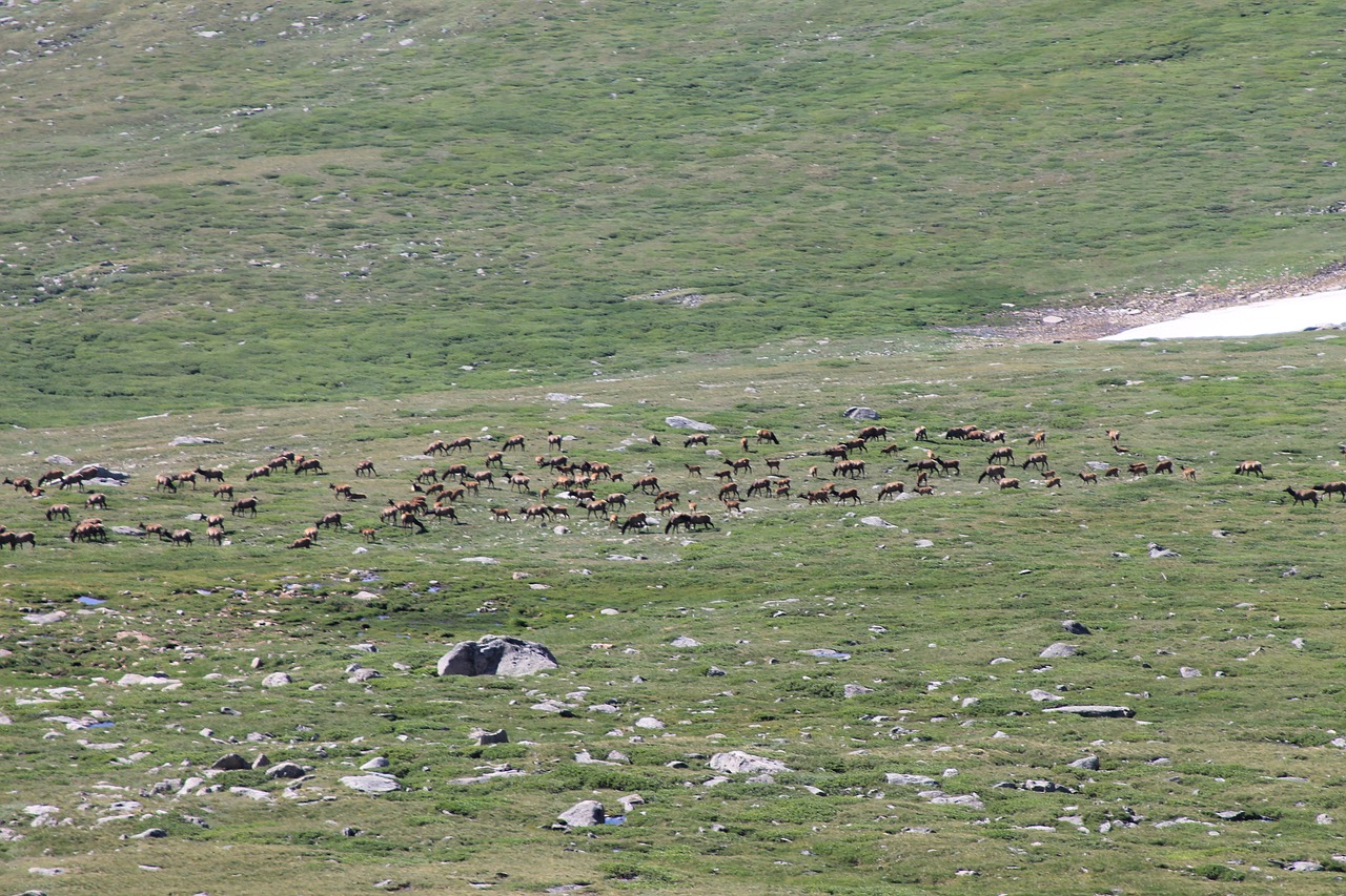 elk herd wildlife free photo