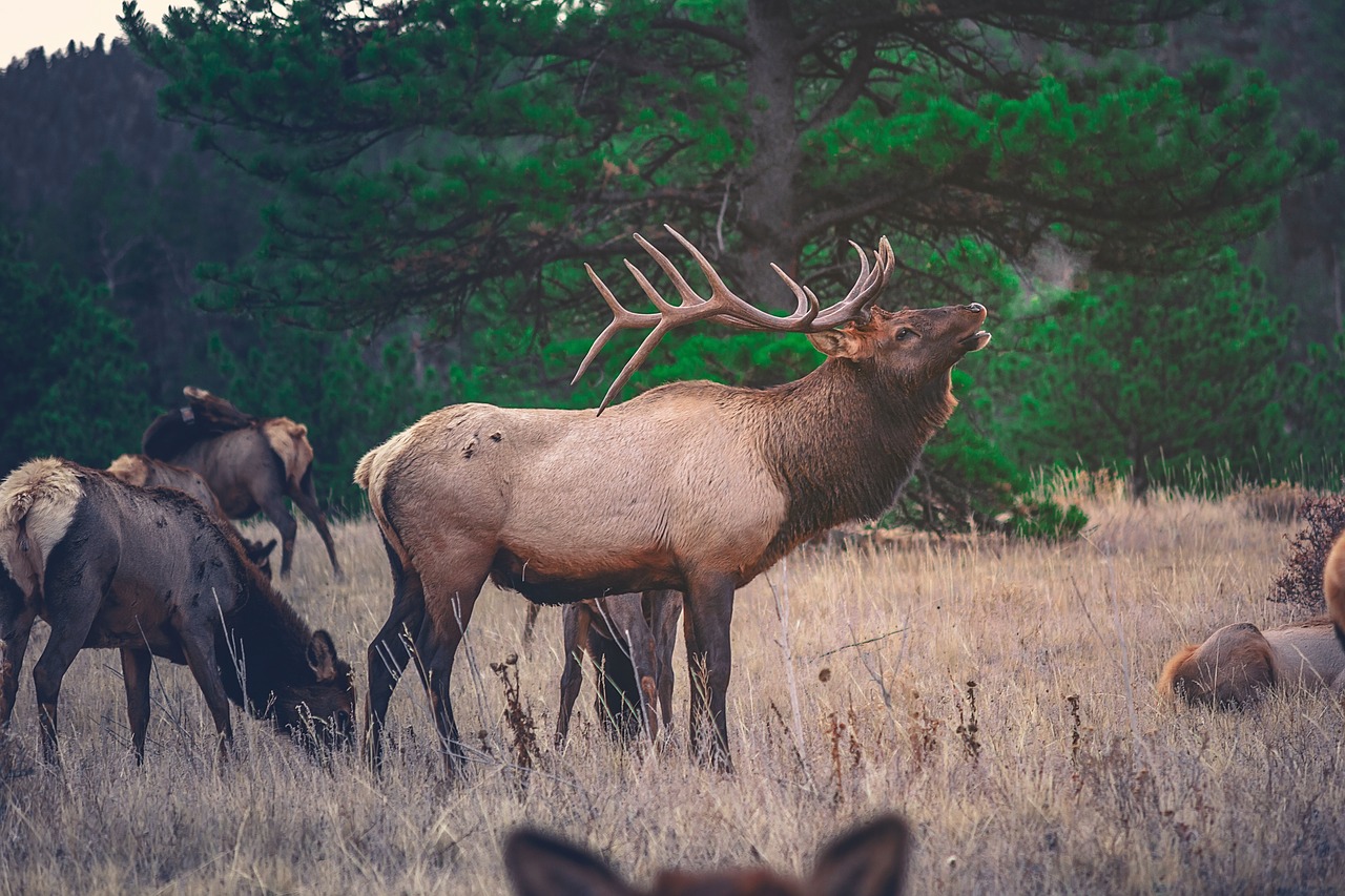 elk deer animal free photo