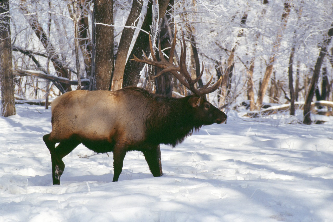 elk hooved animals rut free photo