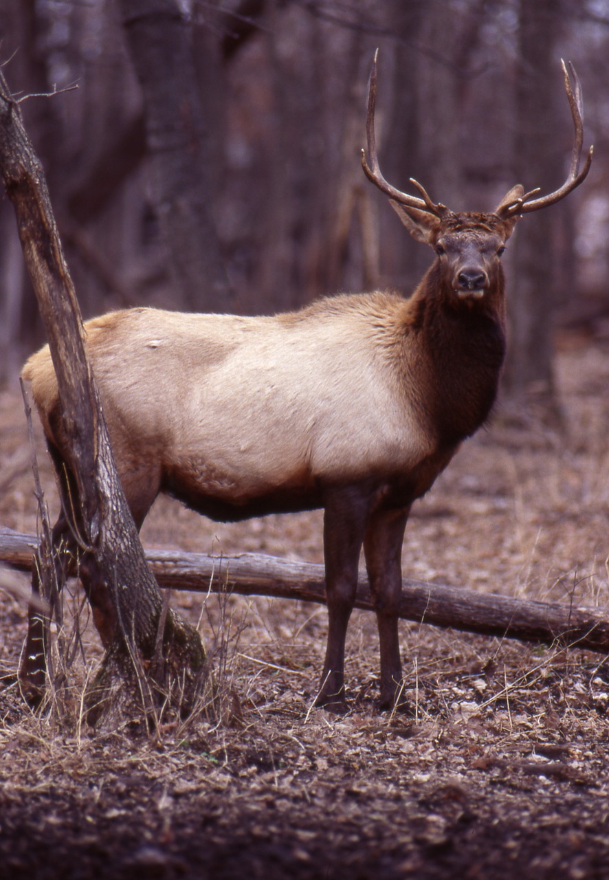 elk hooved animals big game free photo