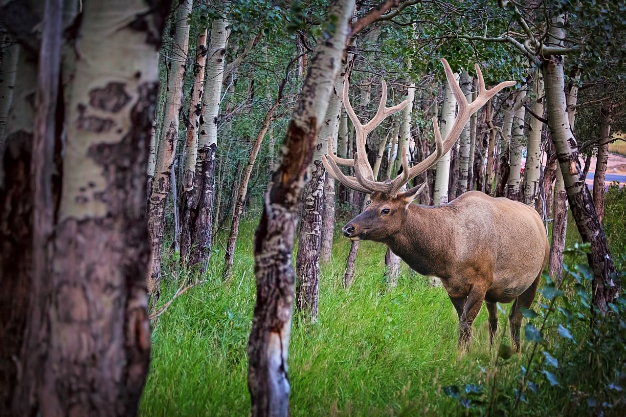 elk forest nature free photo