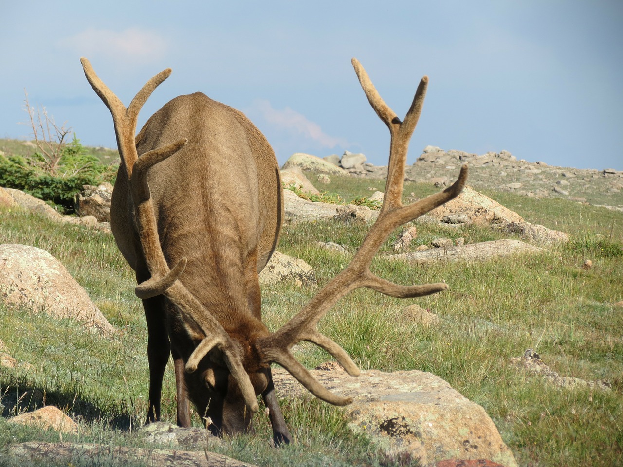 elk antlers rocky mountain national park free photo