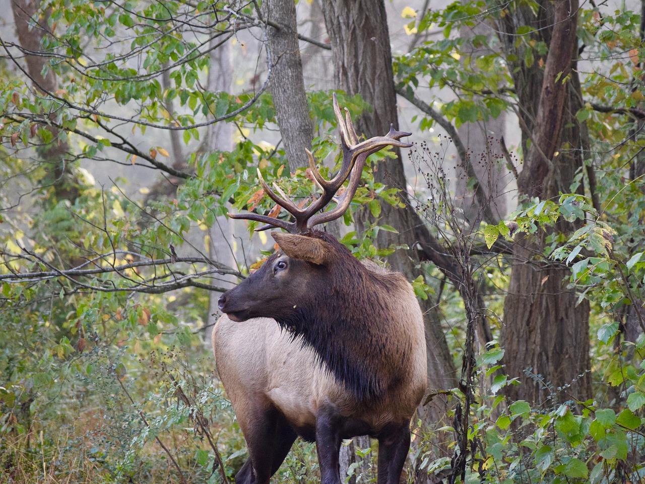 elk deer bryson city free photo