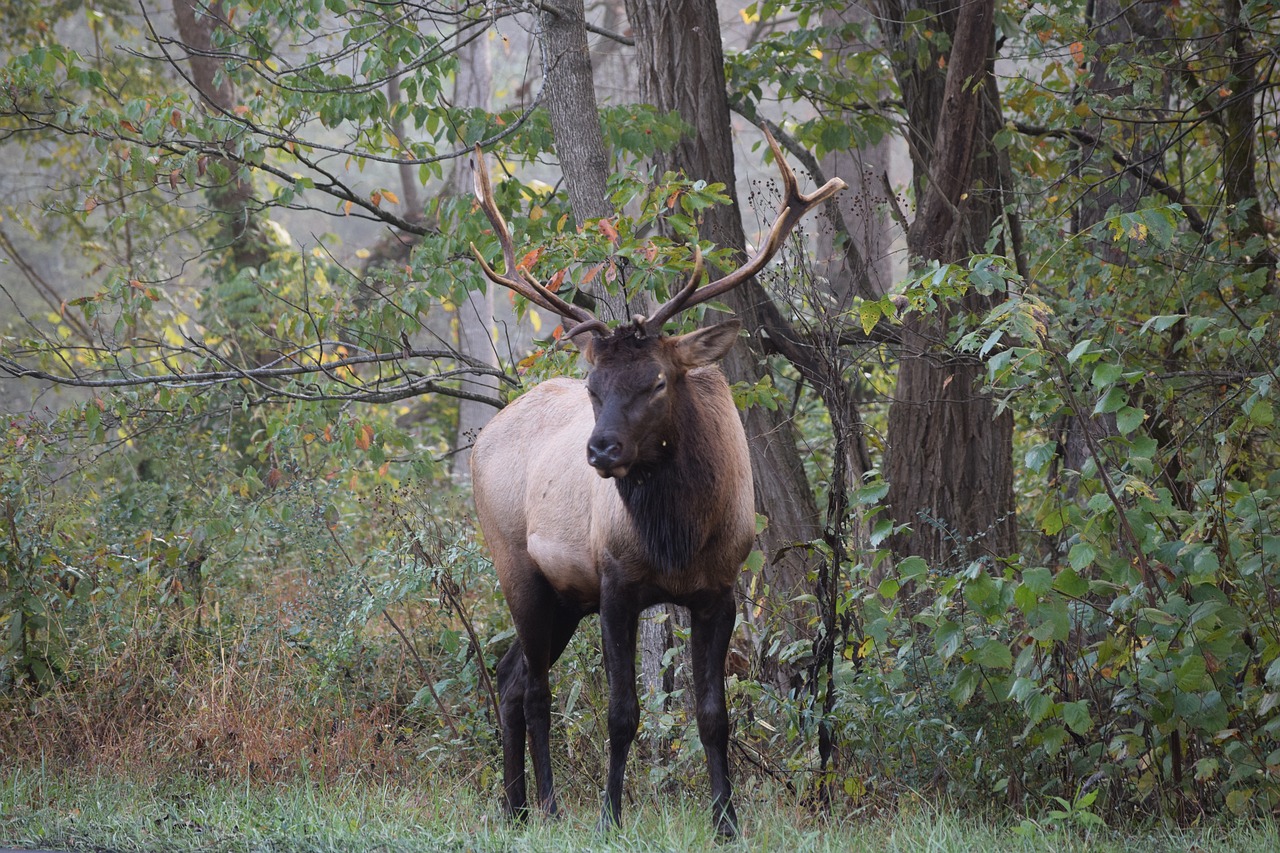 elk deer stag free photo