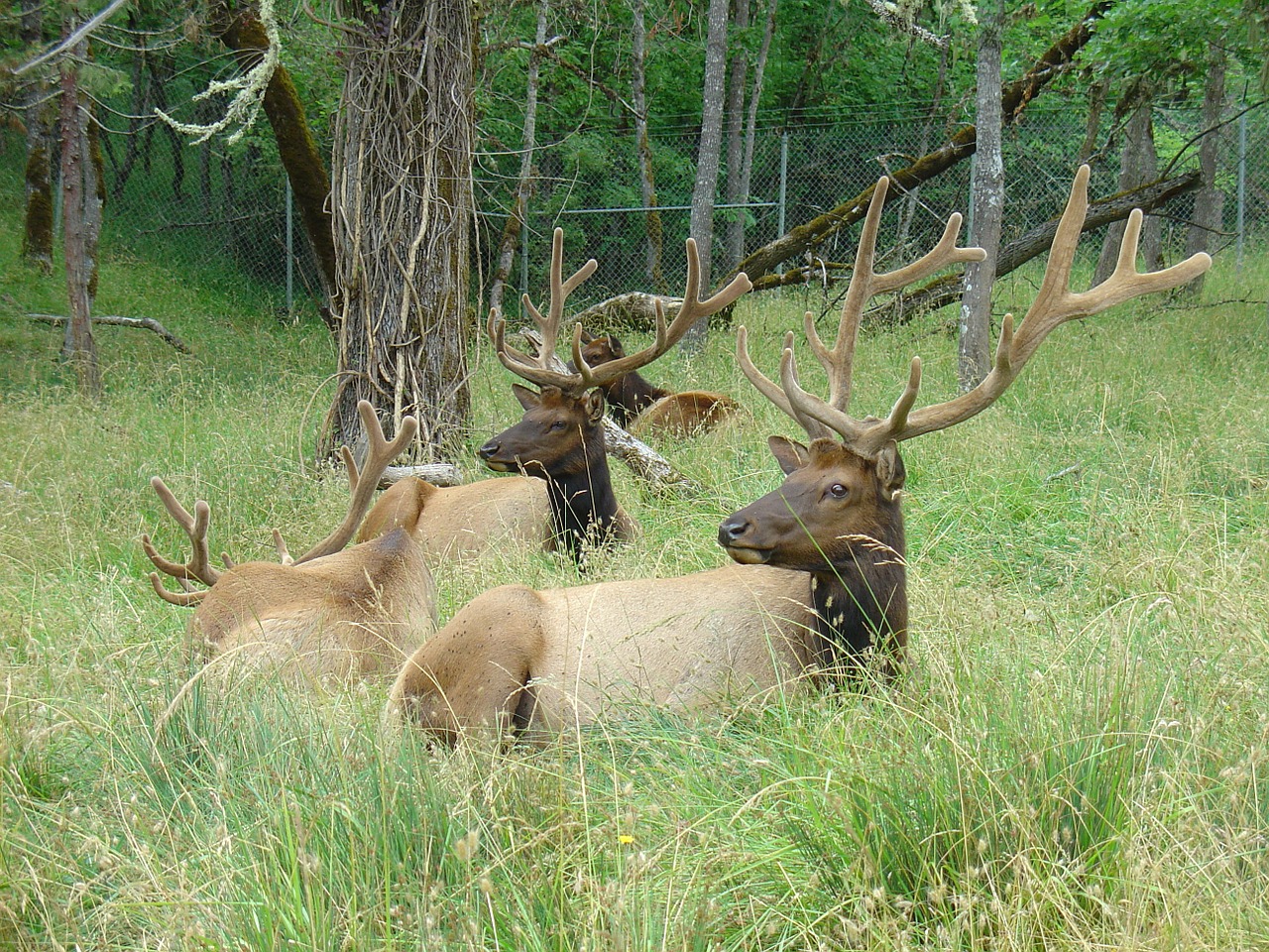 elk wildlife nature free photo