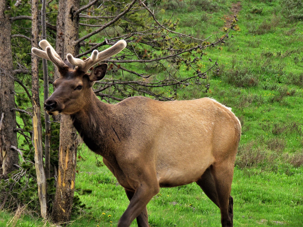 elk  brown  male free photo