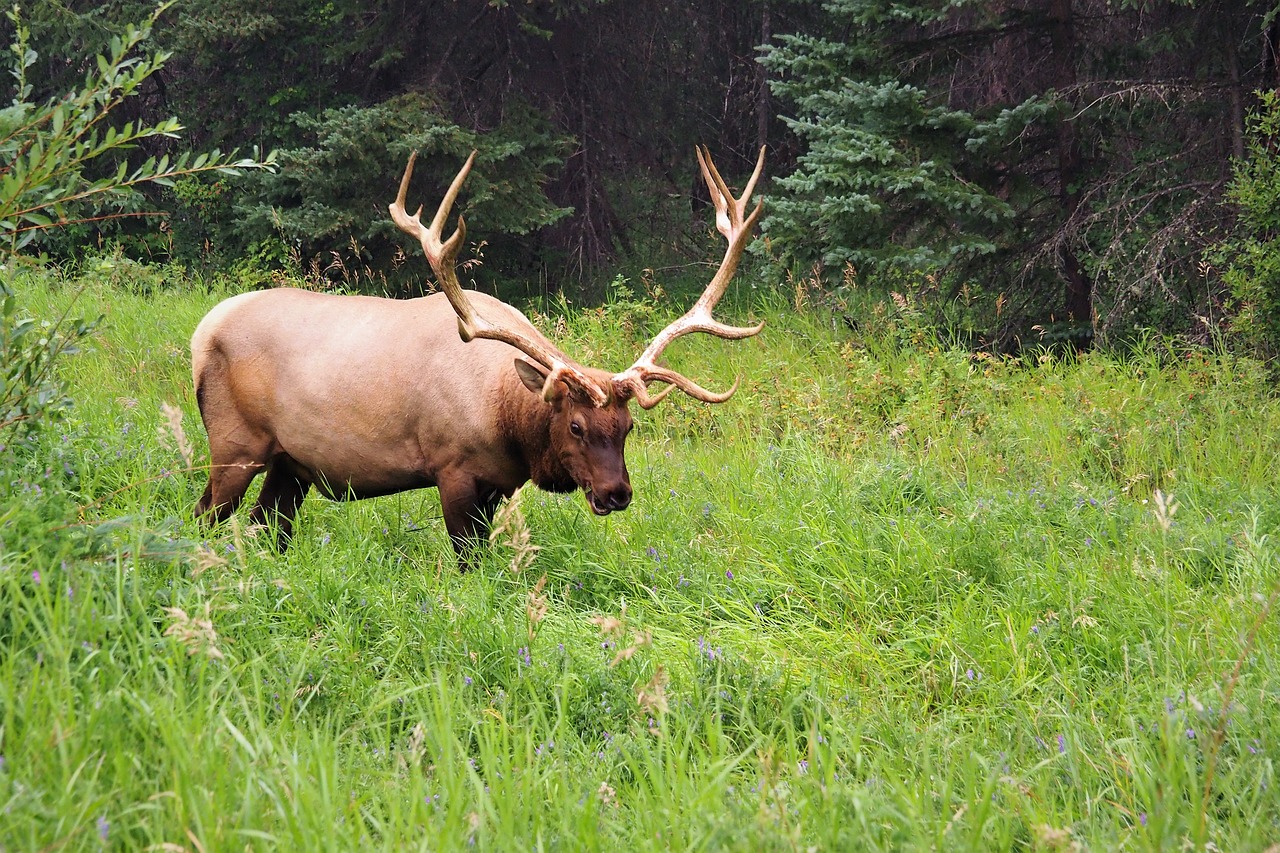 elk  grazing  lush green free photo