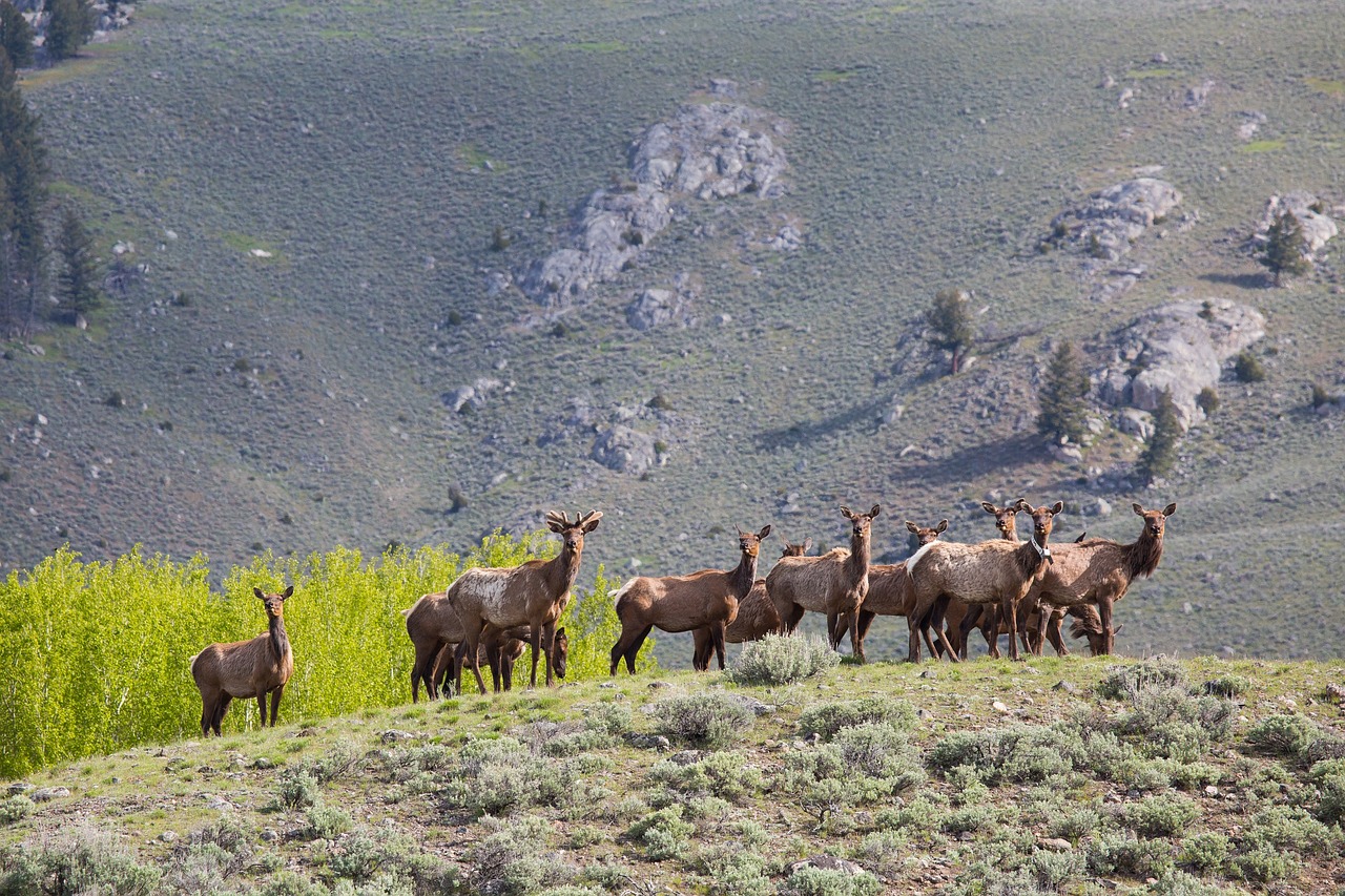 elk  herd  hill free photo