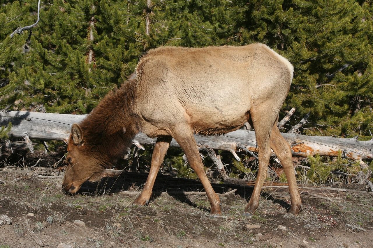 elk animal mammal free photo
