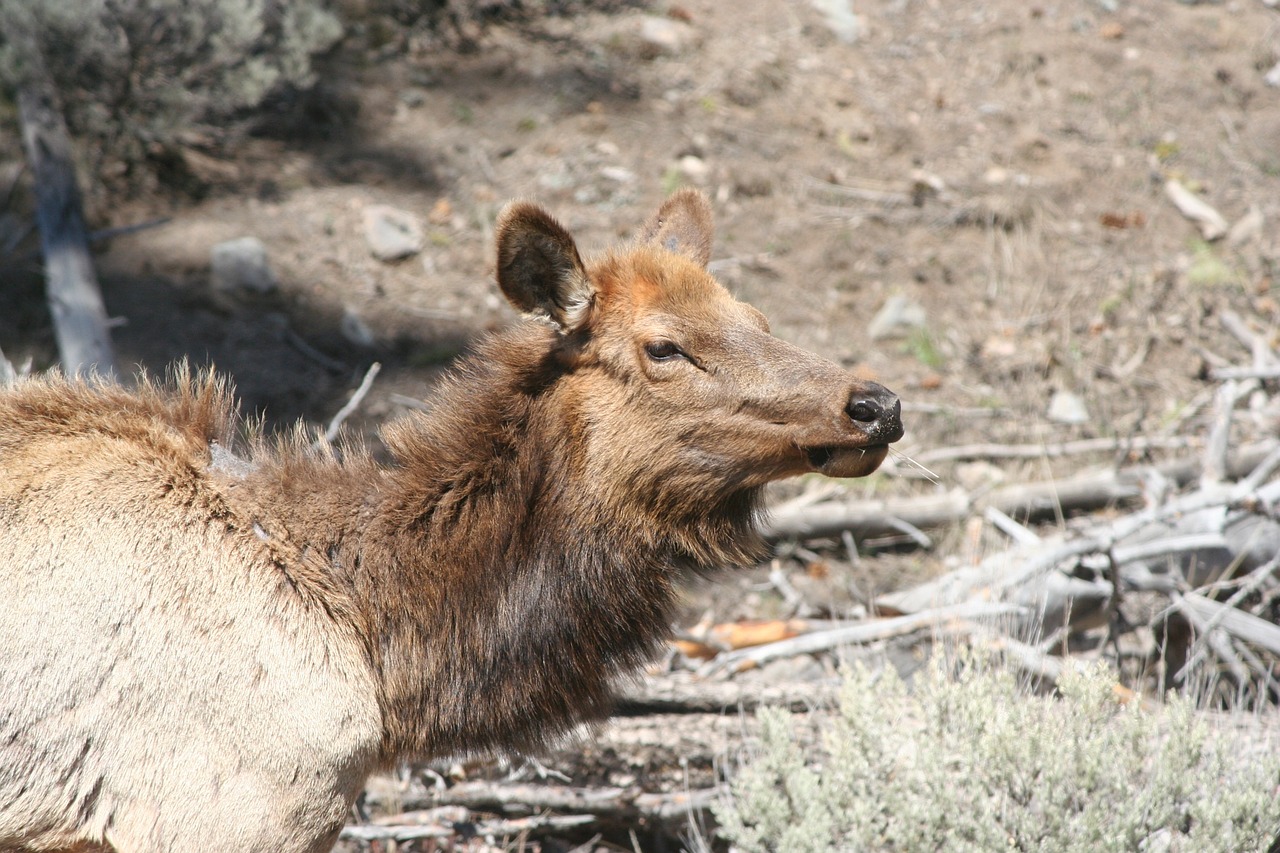 elk animal yellowstone free photo