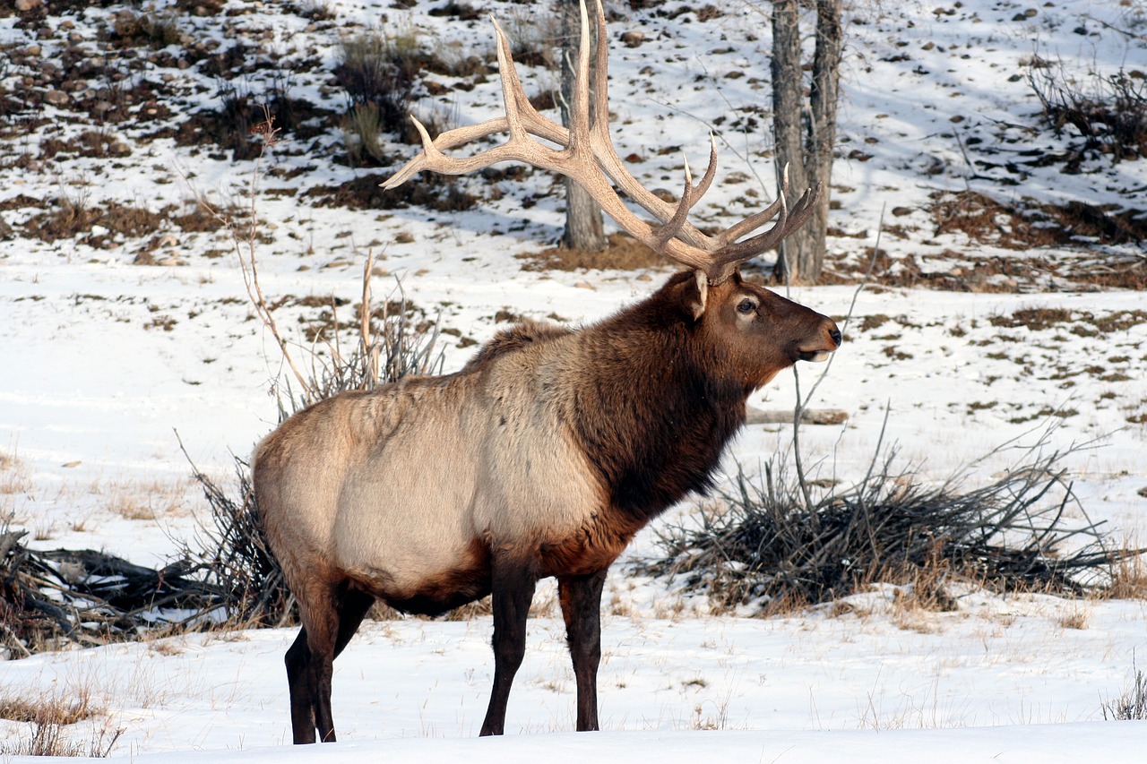 elk  wyoming  bull free photo