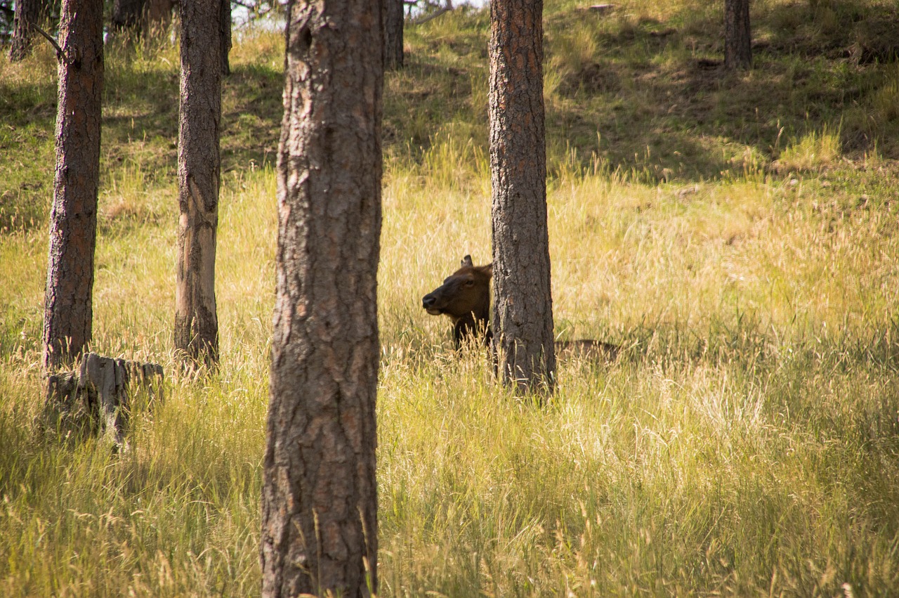 elk  forest  nature free photo