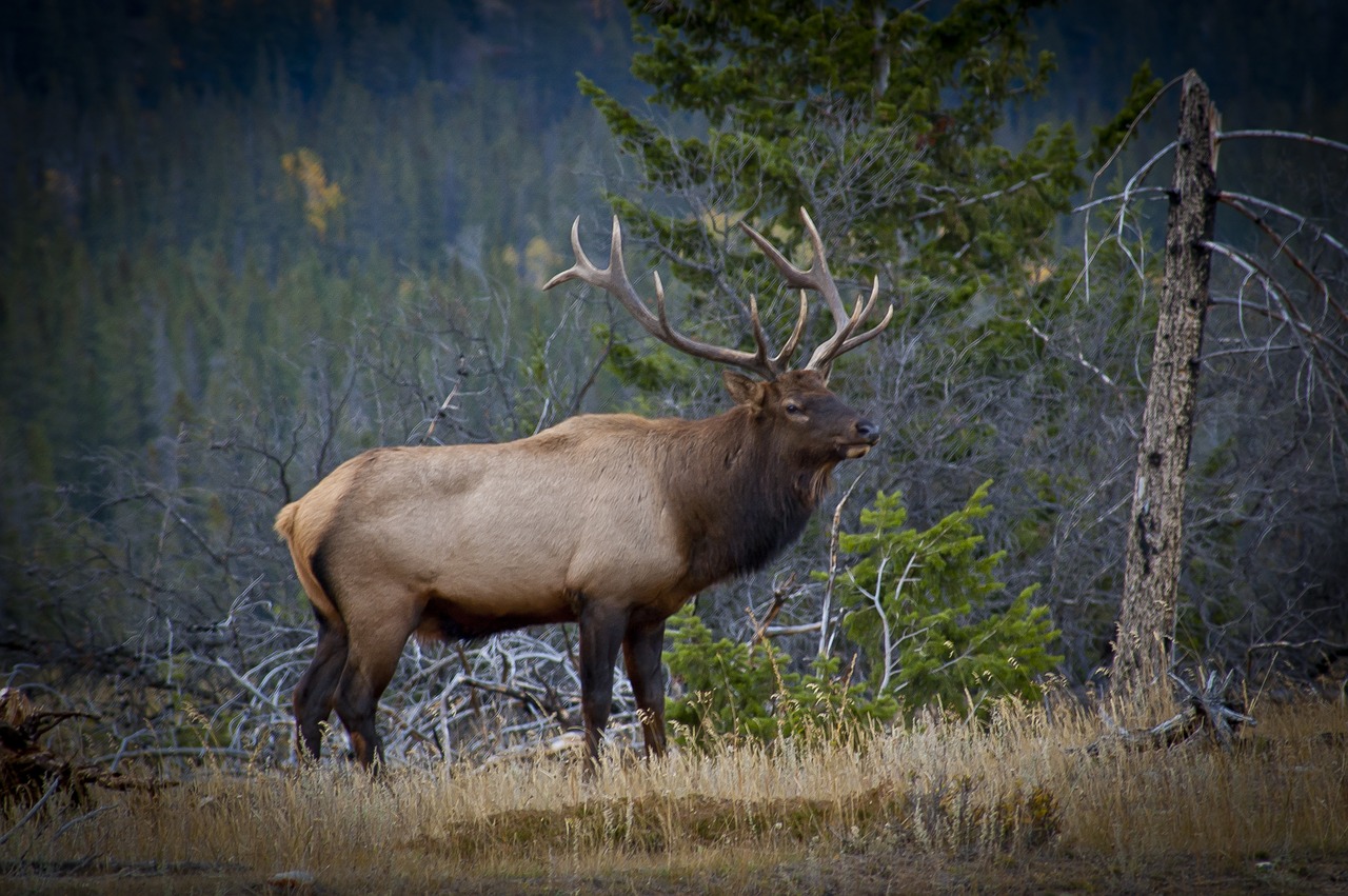 elk  animals  antlers free photo