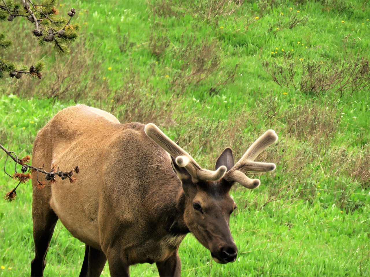 elk  yellowstone  male free photo