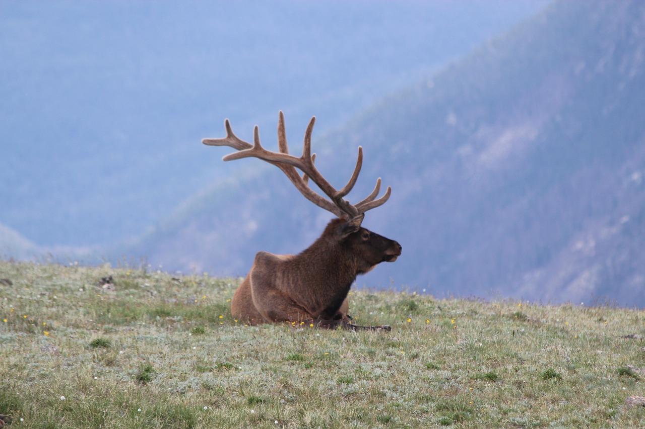 elk  colorado  estes free photo