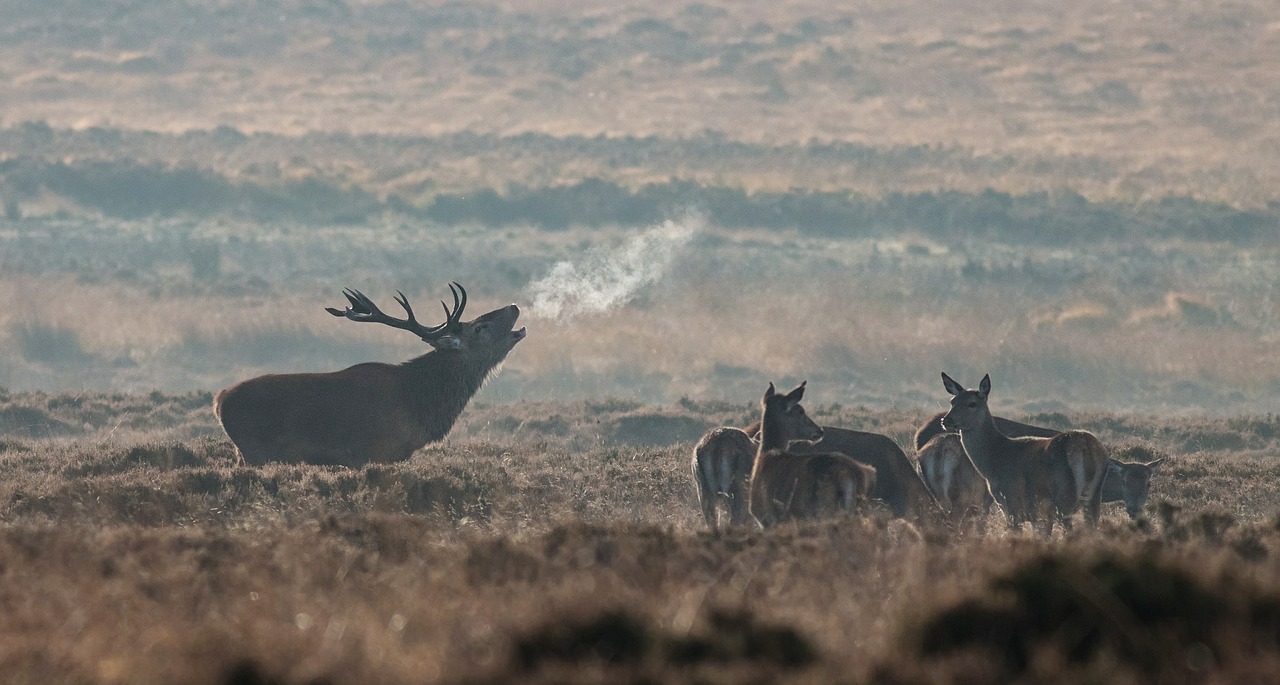 elk wild animal free photo