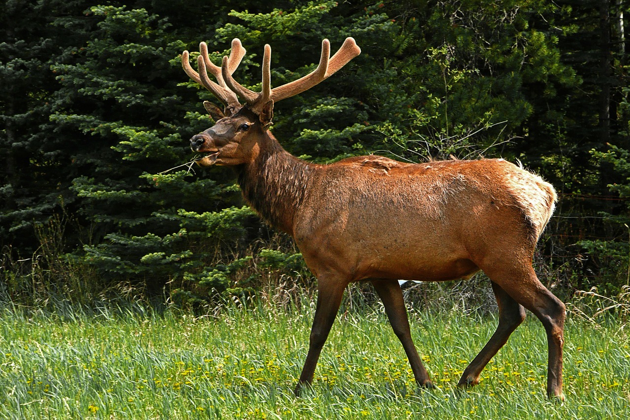 elk deer wildlife free photo