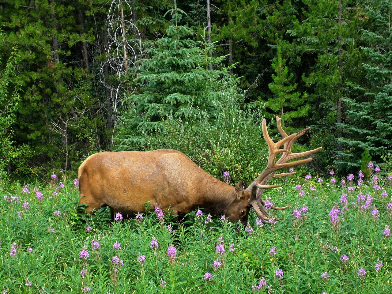 elk animal wildlife free photo
