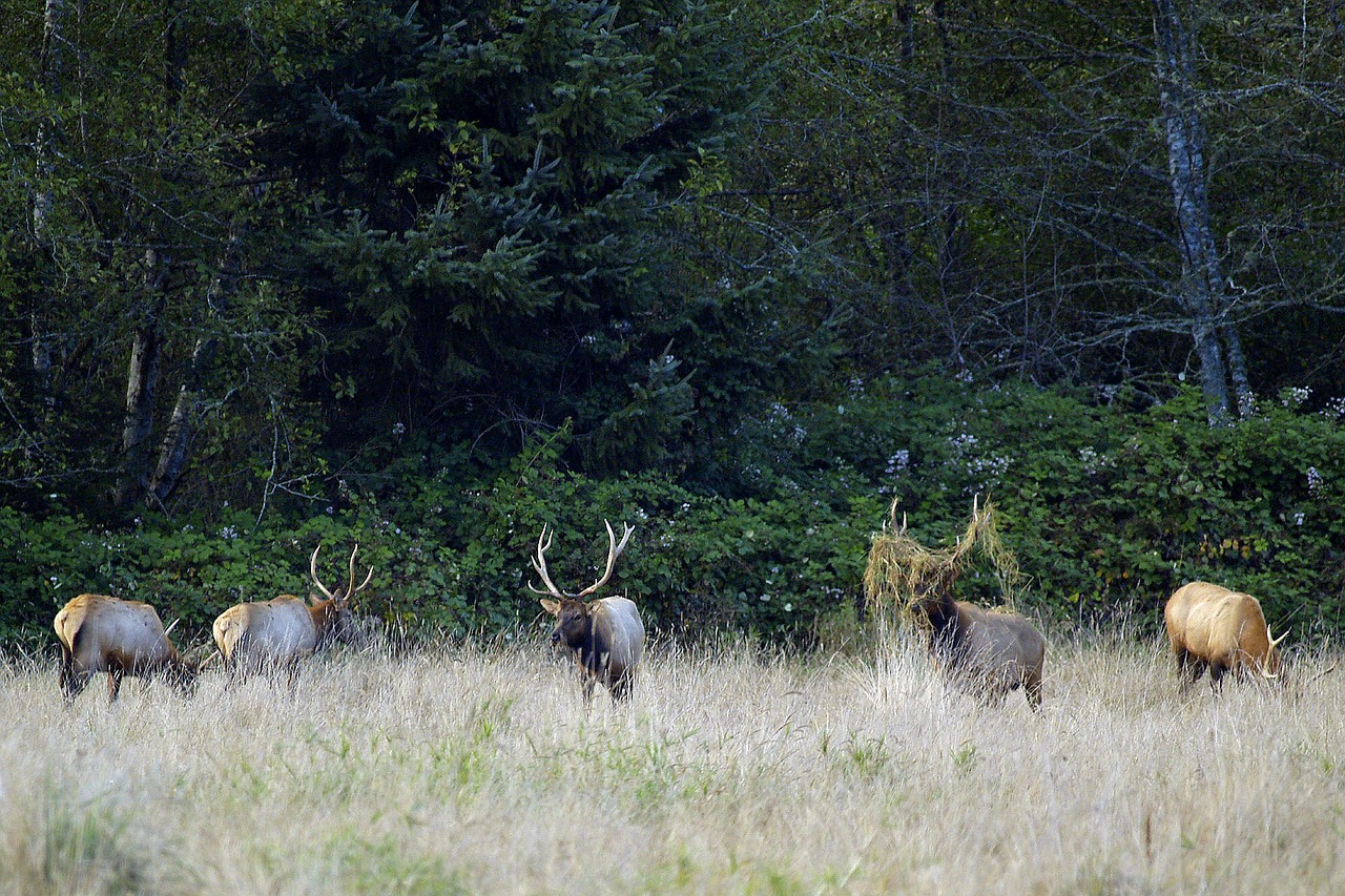 elk herd wildlife free photo