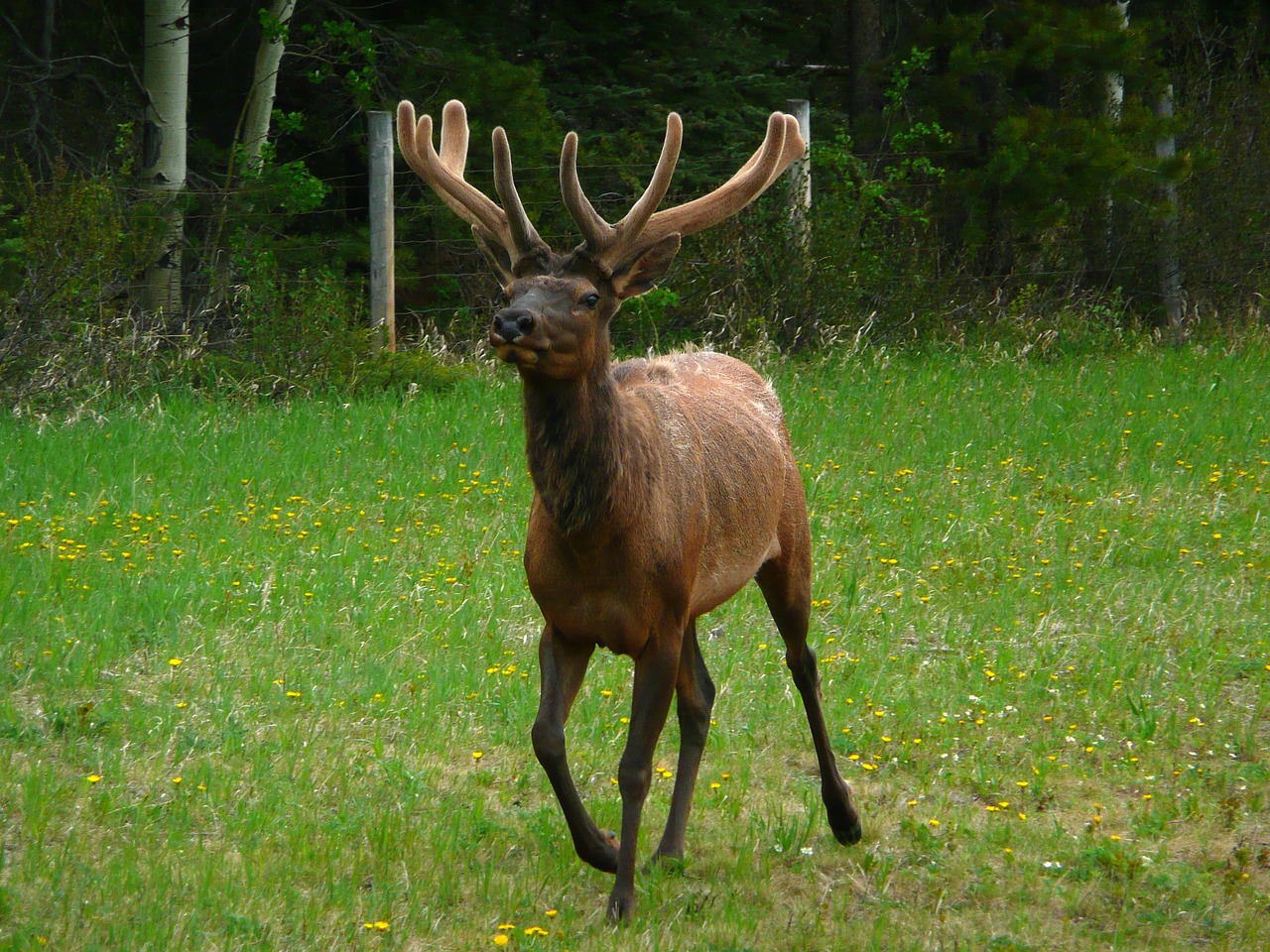 elk wildlife wild free photo