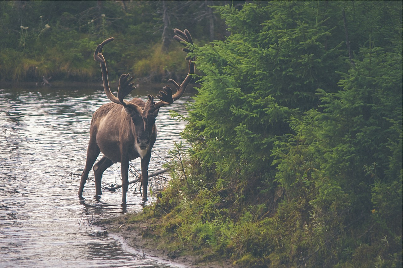elk moose canada free photo