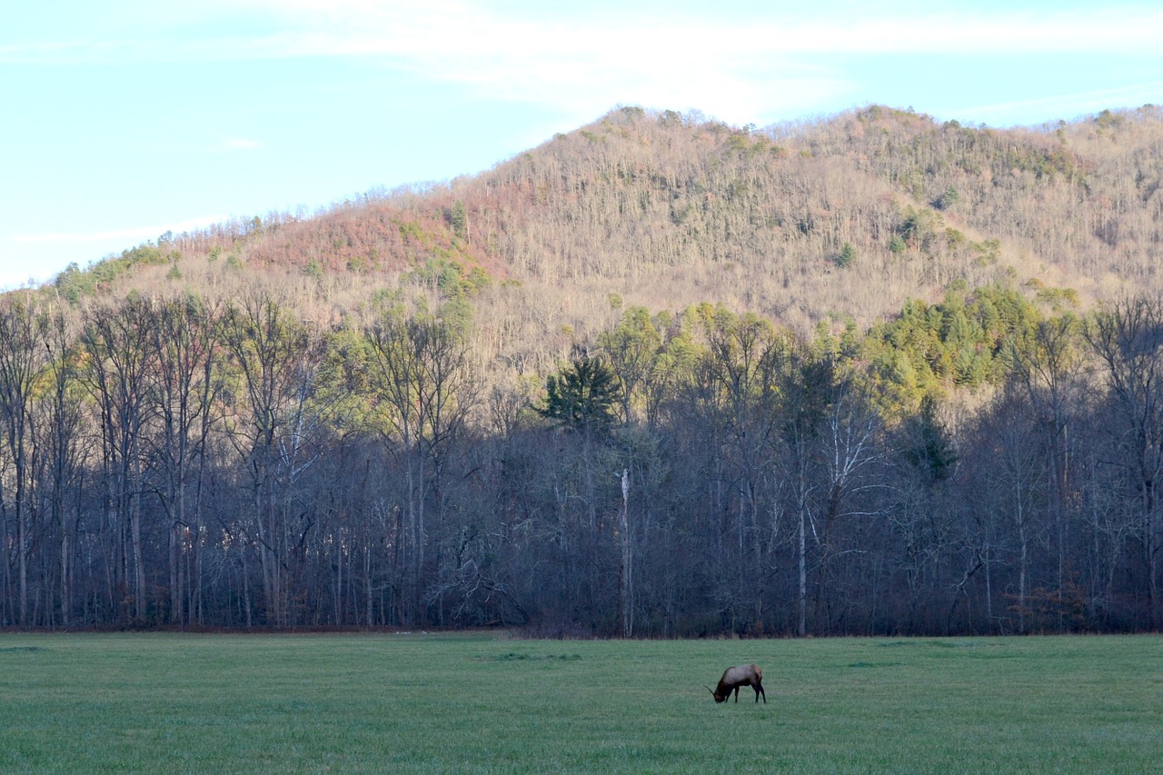 elk mountain outdoors free photo