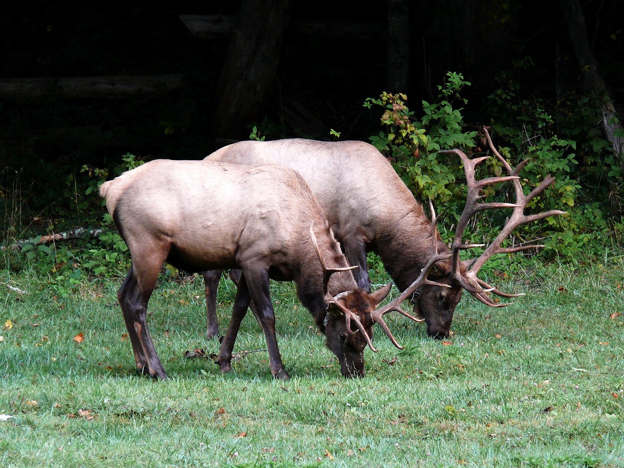 elk wildlife woods free photo