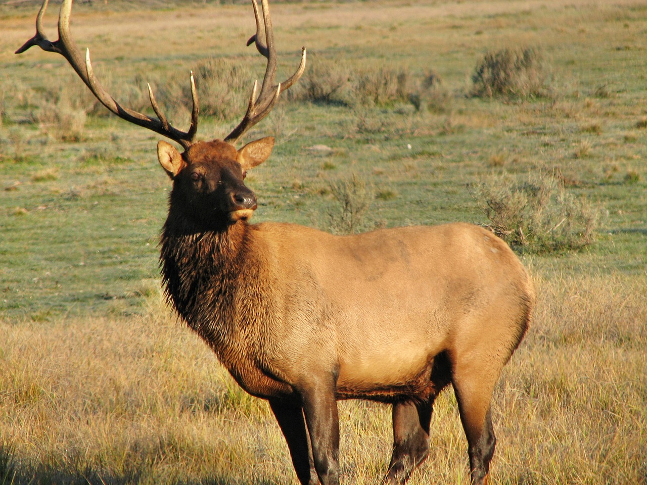 elk wild animal free photo