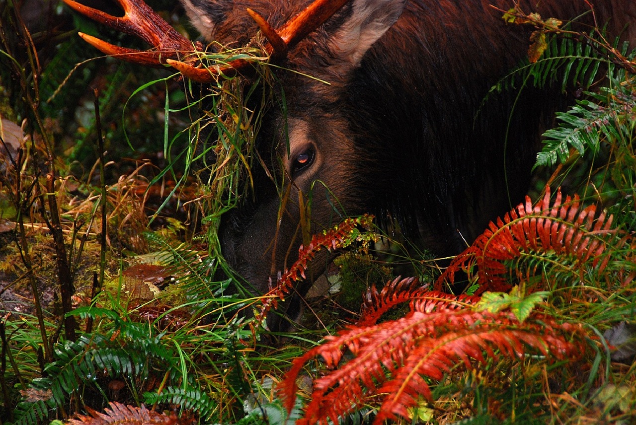 elk portrait autumn free photo