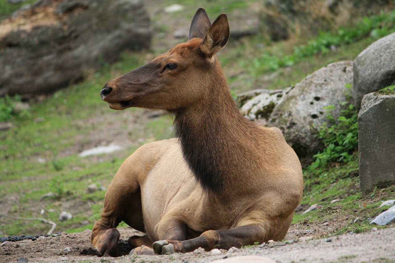 elk animal female free photo