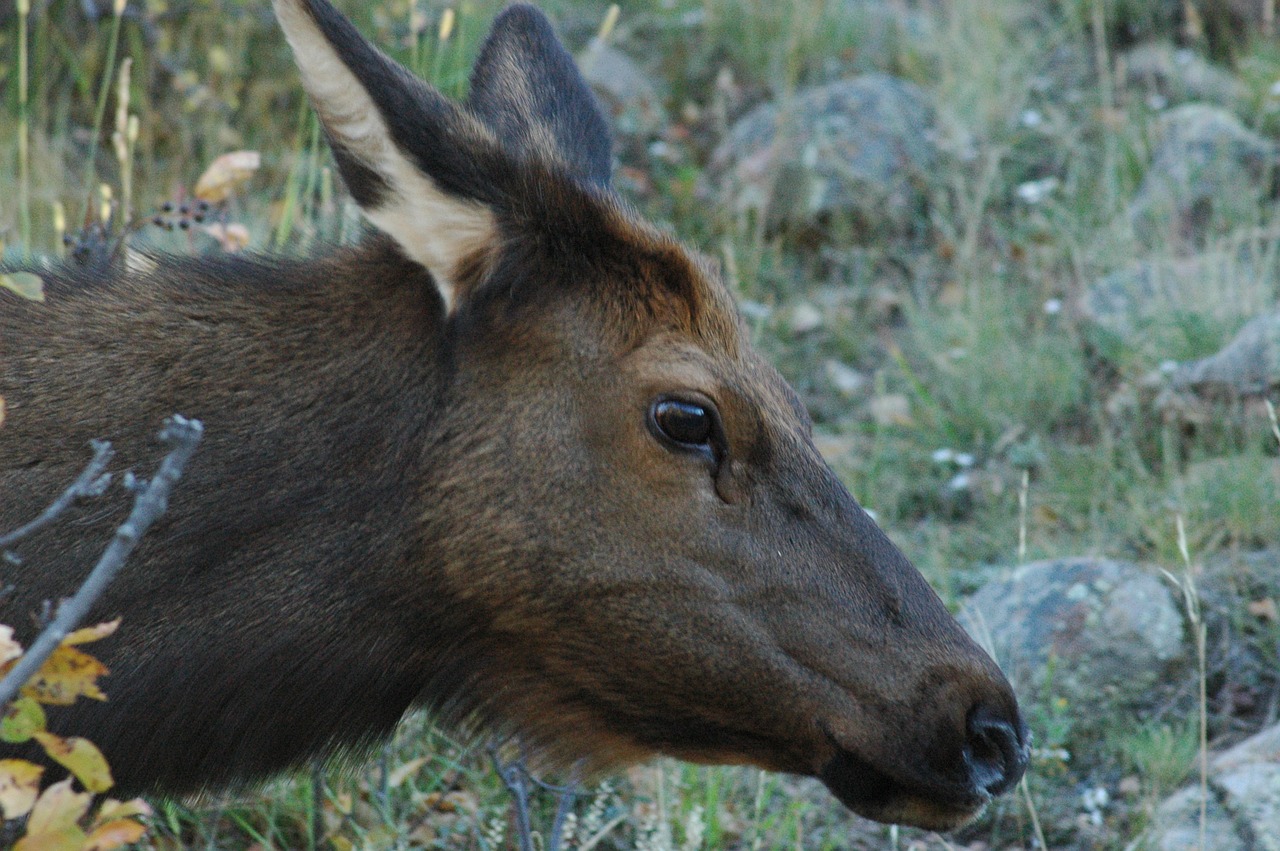 elk rocky mountain wildlife colorado free photo