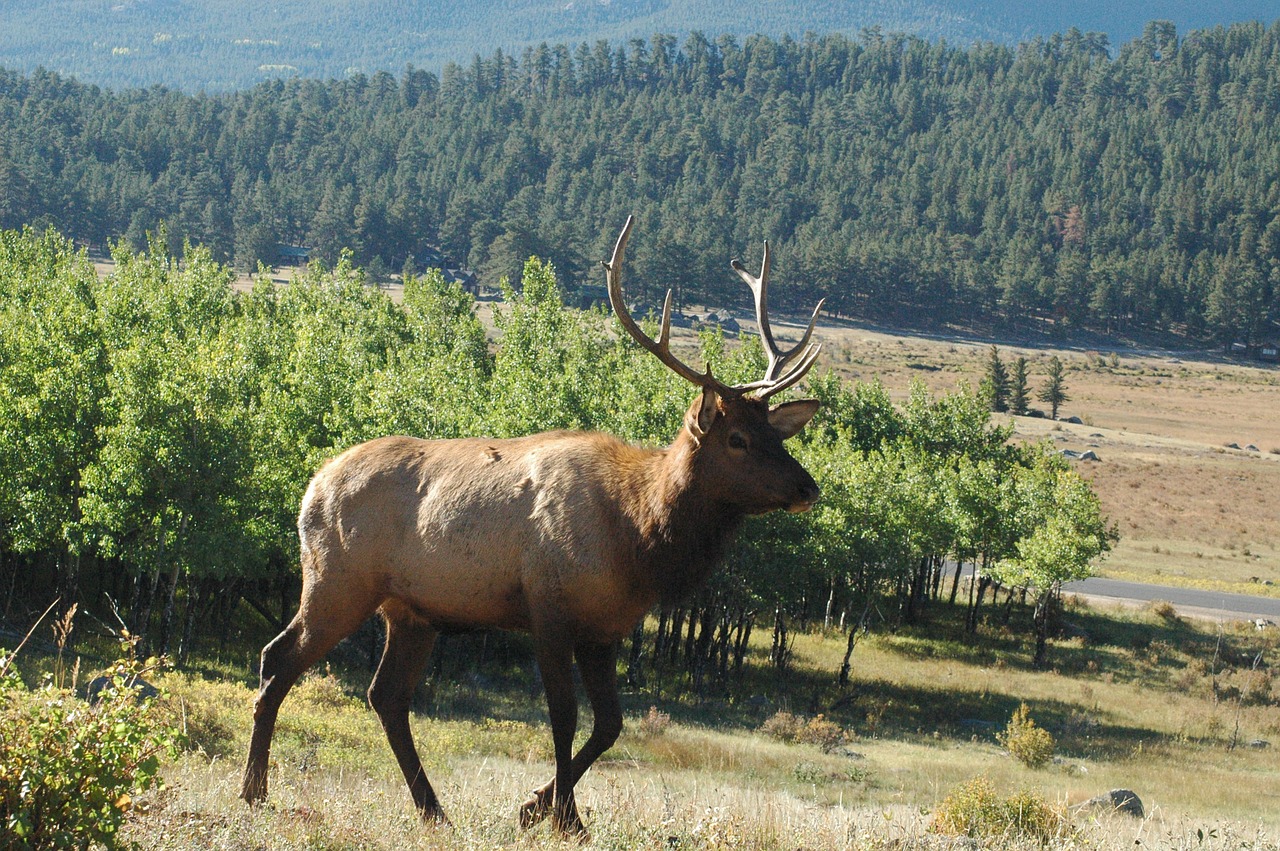 elk mountain scene animal free photo