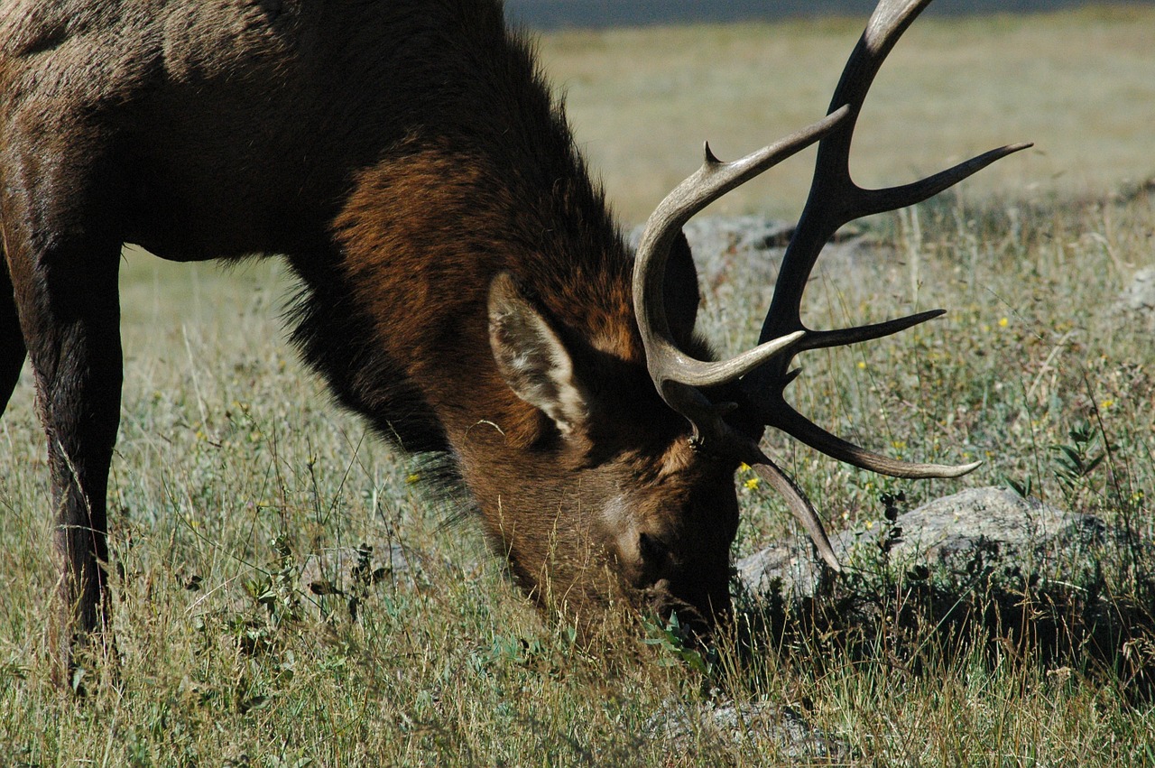 elk grazing wild animal free photo