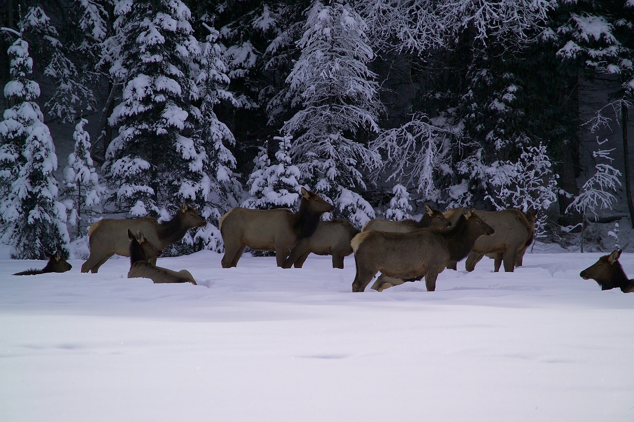 elk herd snow forest free photo