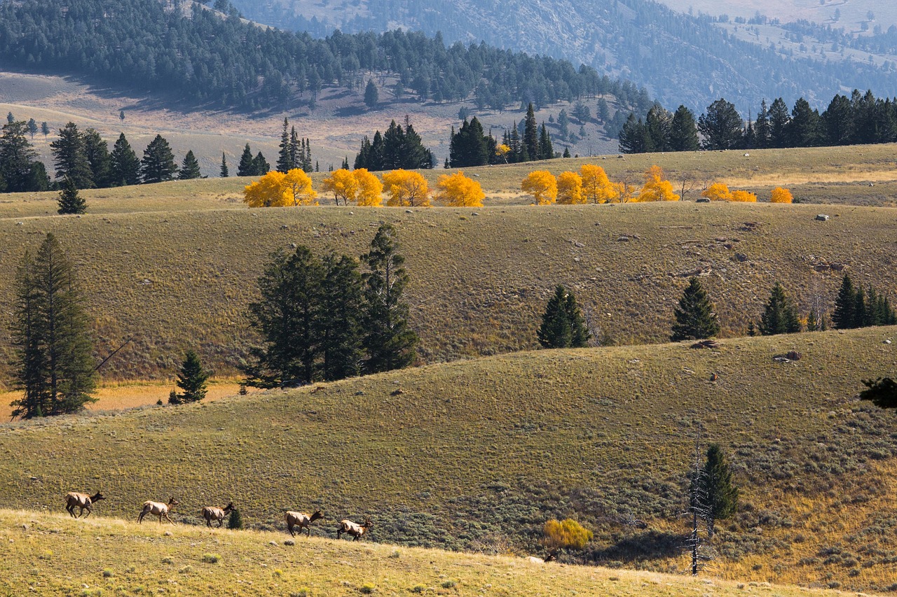 elk herd landscape scenic free photo