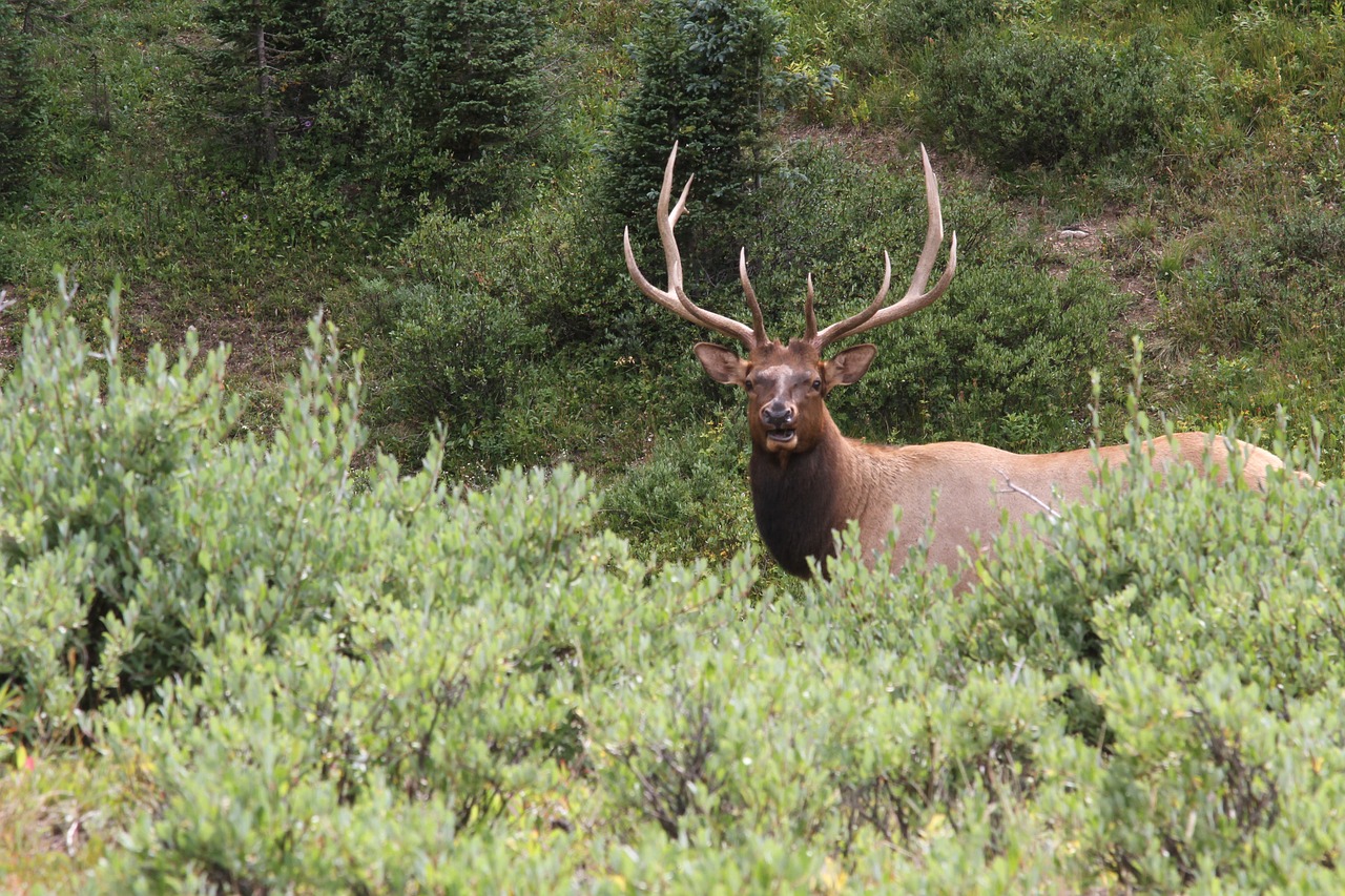 elk in the valley bull elk elk in the rockies free photo