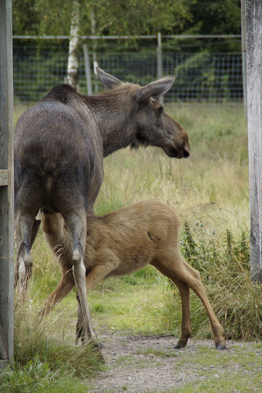 elk park moose elche free photo