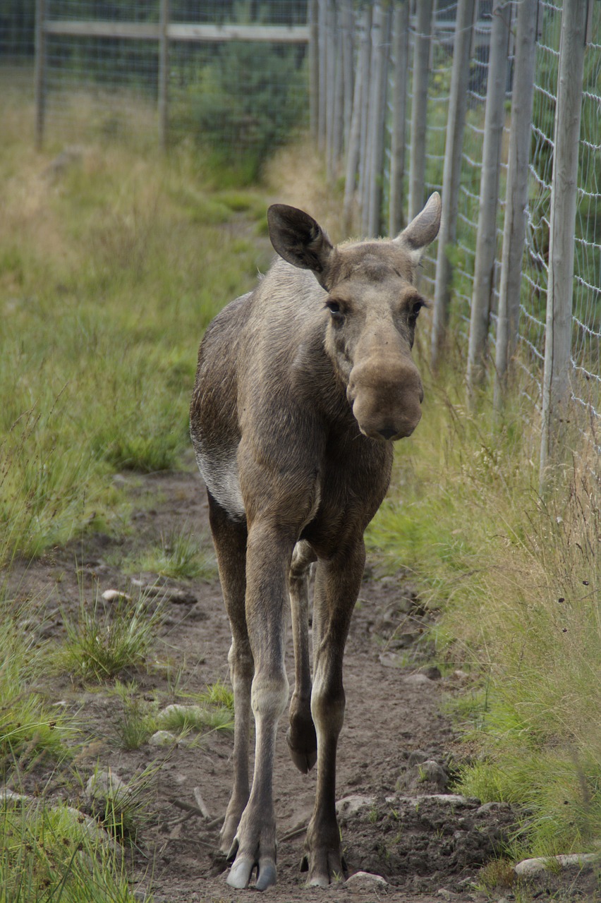 elk park moose enclosure free photo