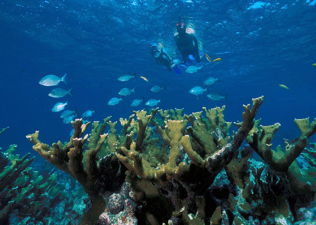 elkhorn coral reef ocean free photo