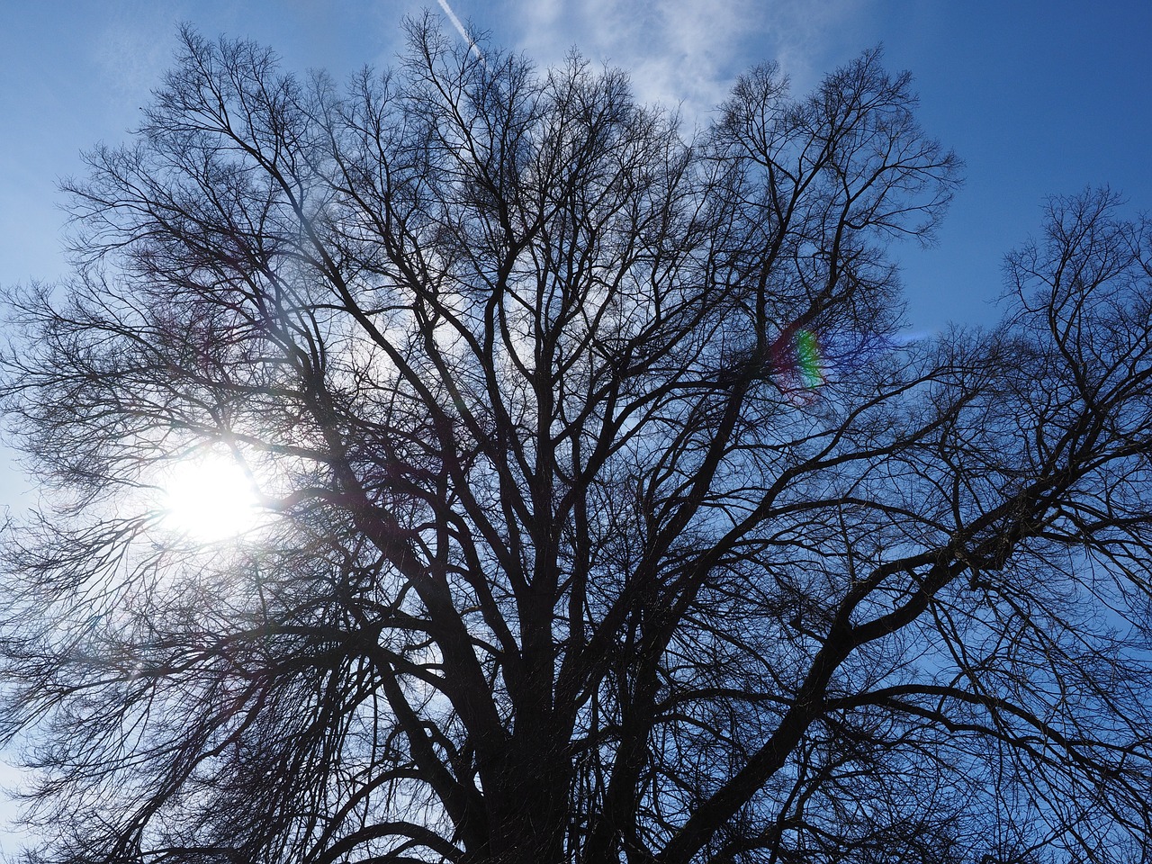 elm tree huge free photo