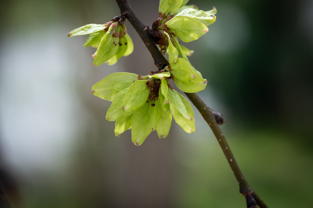 elm  leaves  green free photo