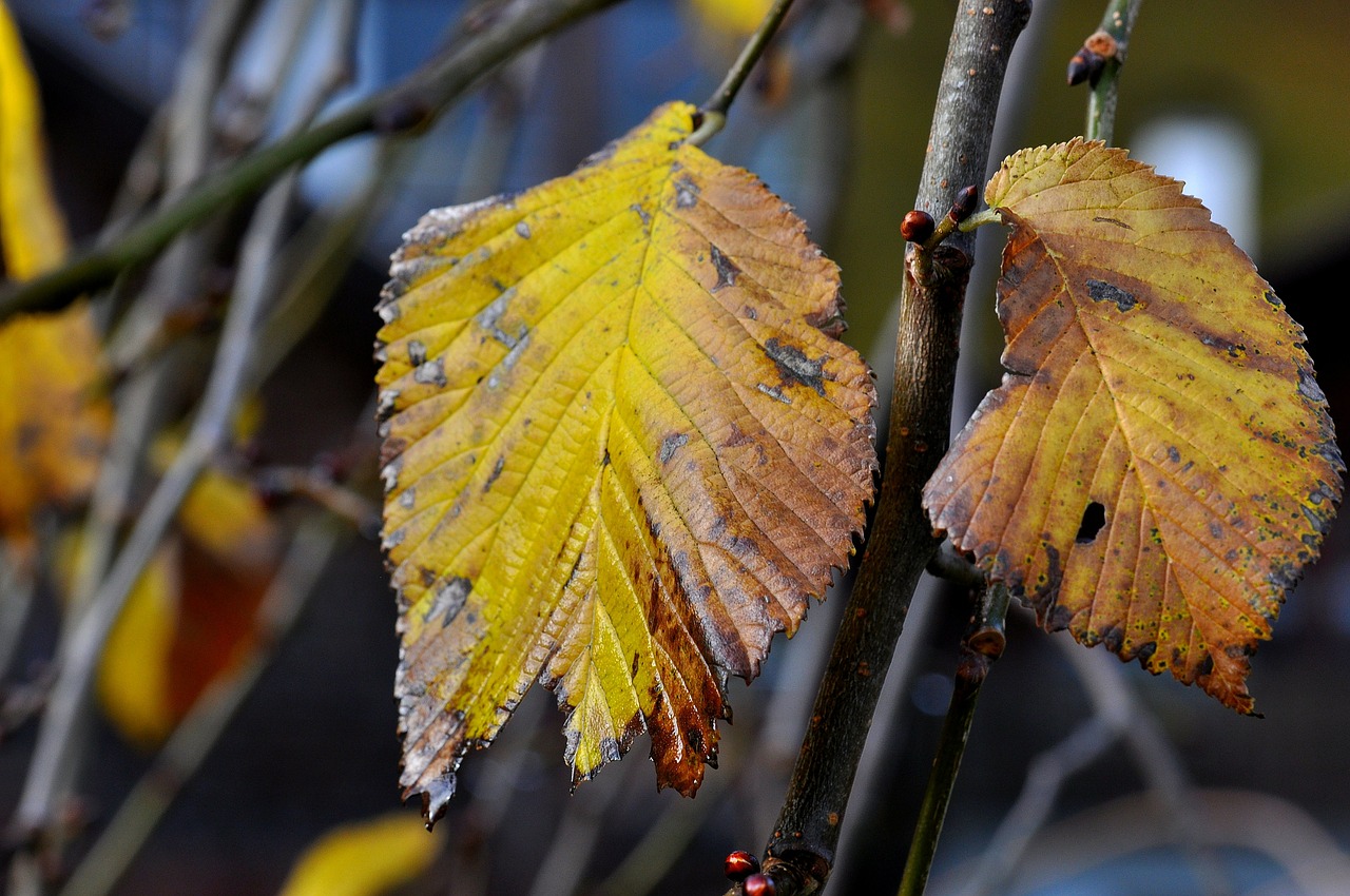 elm leaf leaves free photo