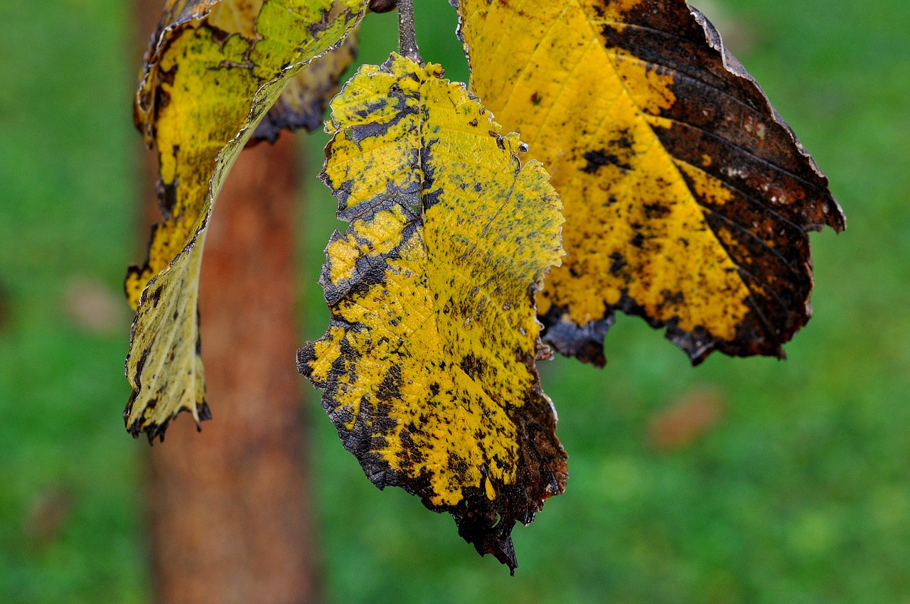 elm leaf leaves free photo