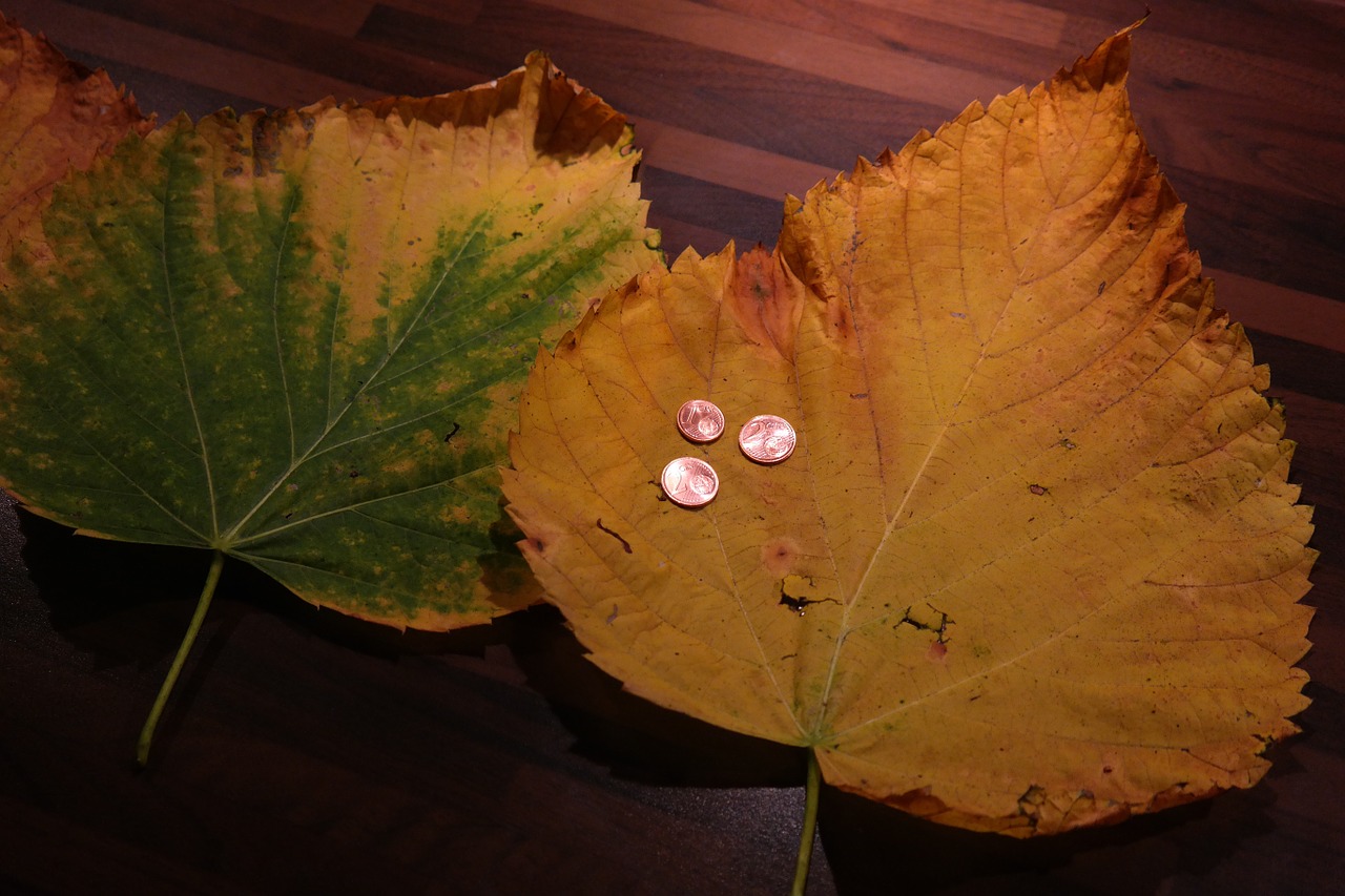 elm leaf mountain elm elm leaves free photo