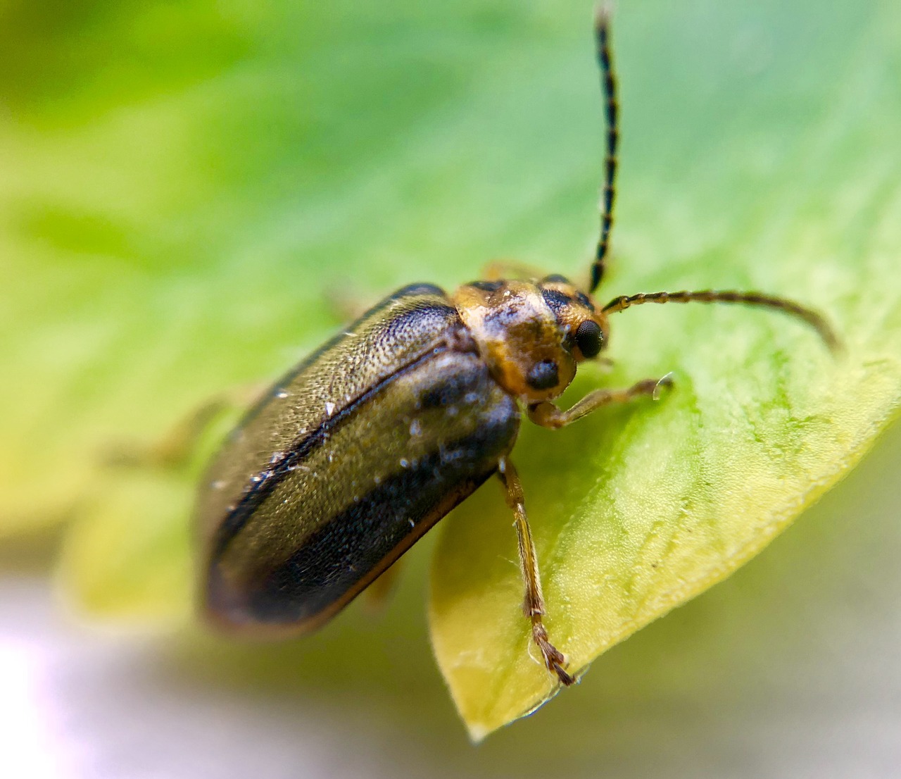 elm leaf beetle  bug  insect free photo