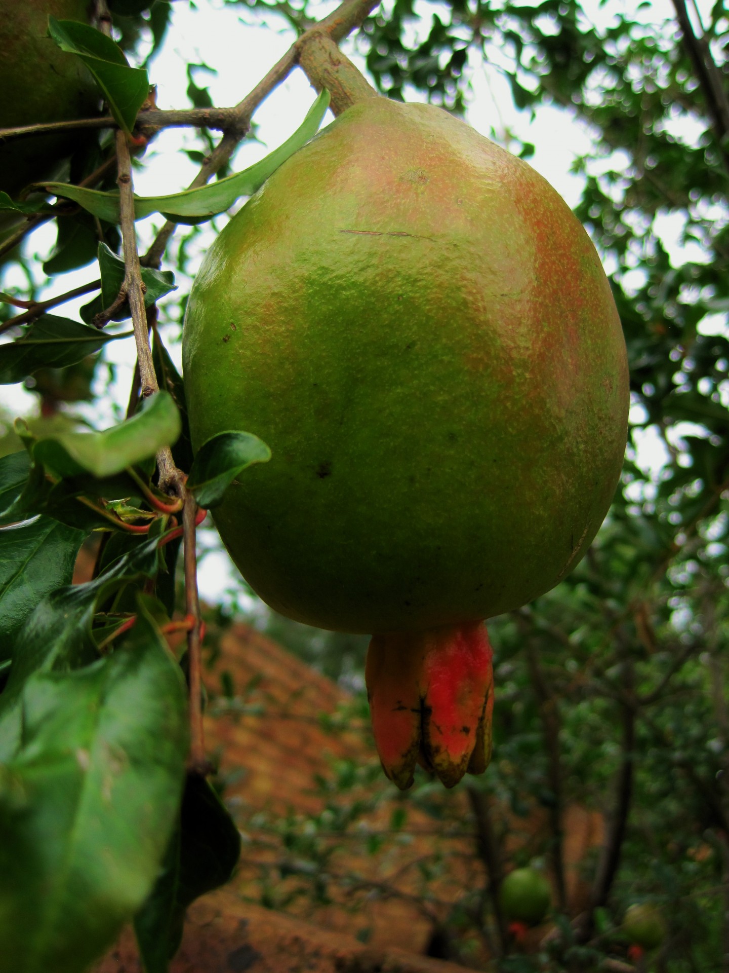 fruit pomegranate shiny free photo