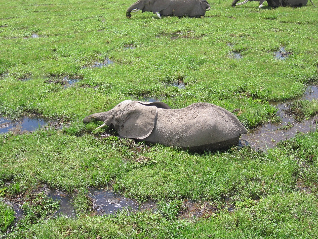 elphant kenya bath free photo